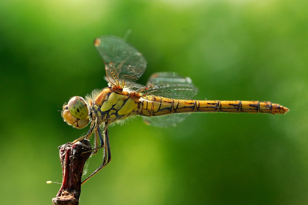 Sympetrum Depressiusculum (3).jpg